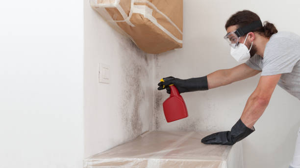 Professional Mold Remediation technician working in Roslindale, MA